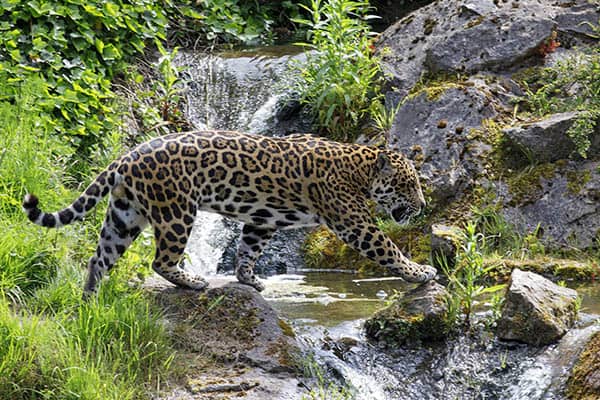 Chester Zoo Jaguar